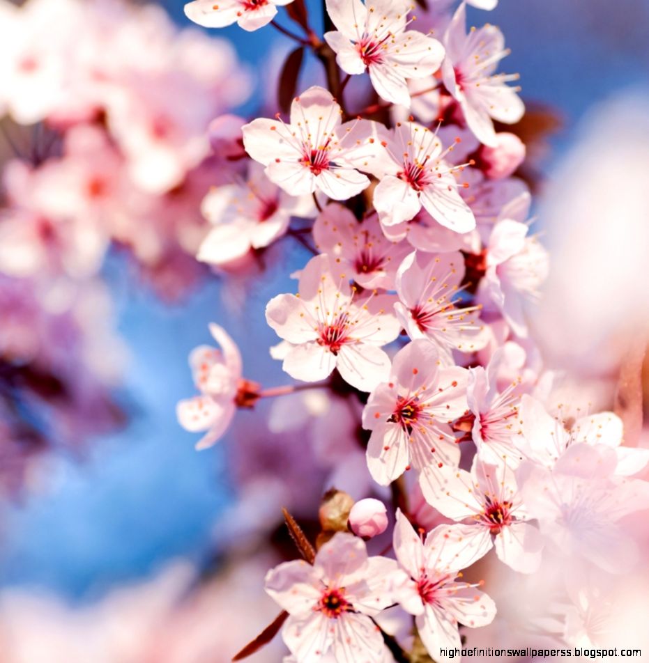 Japanese Cherry Blossom - Cherry Blossom Wallpaper Ipad - HD Wallpaper 