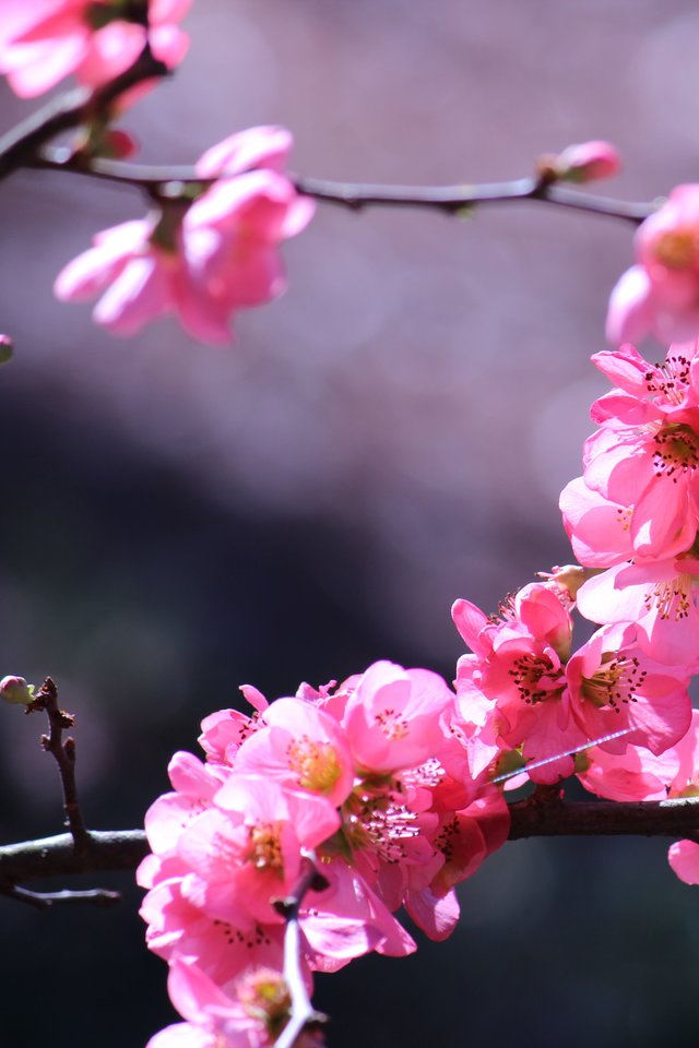 Pink, Flower, Flowers, Summer, Spring, Nature - Treat Everyone With Politeness Even Those - HD Wallpaper 