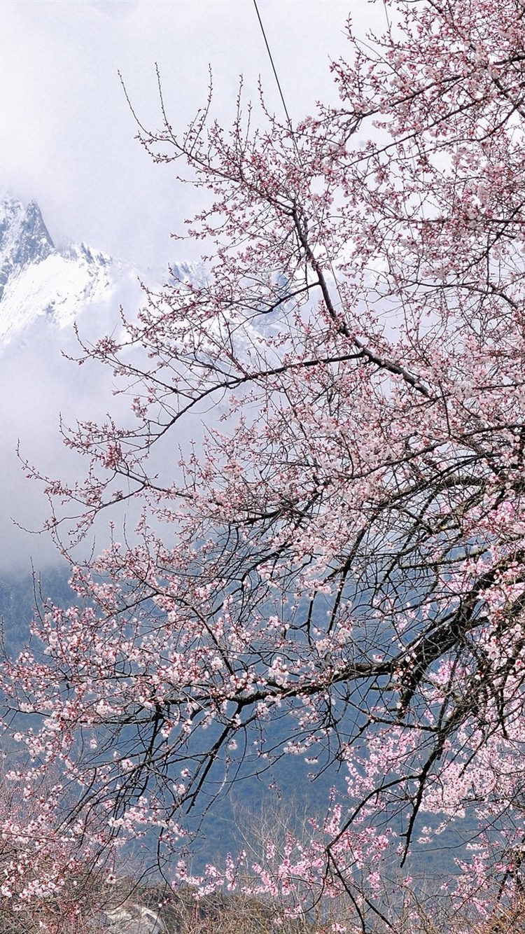 Iphone Wallpaper Tibet Bomi Snowy Peach Flower Blossoms