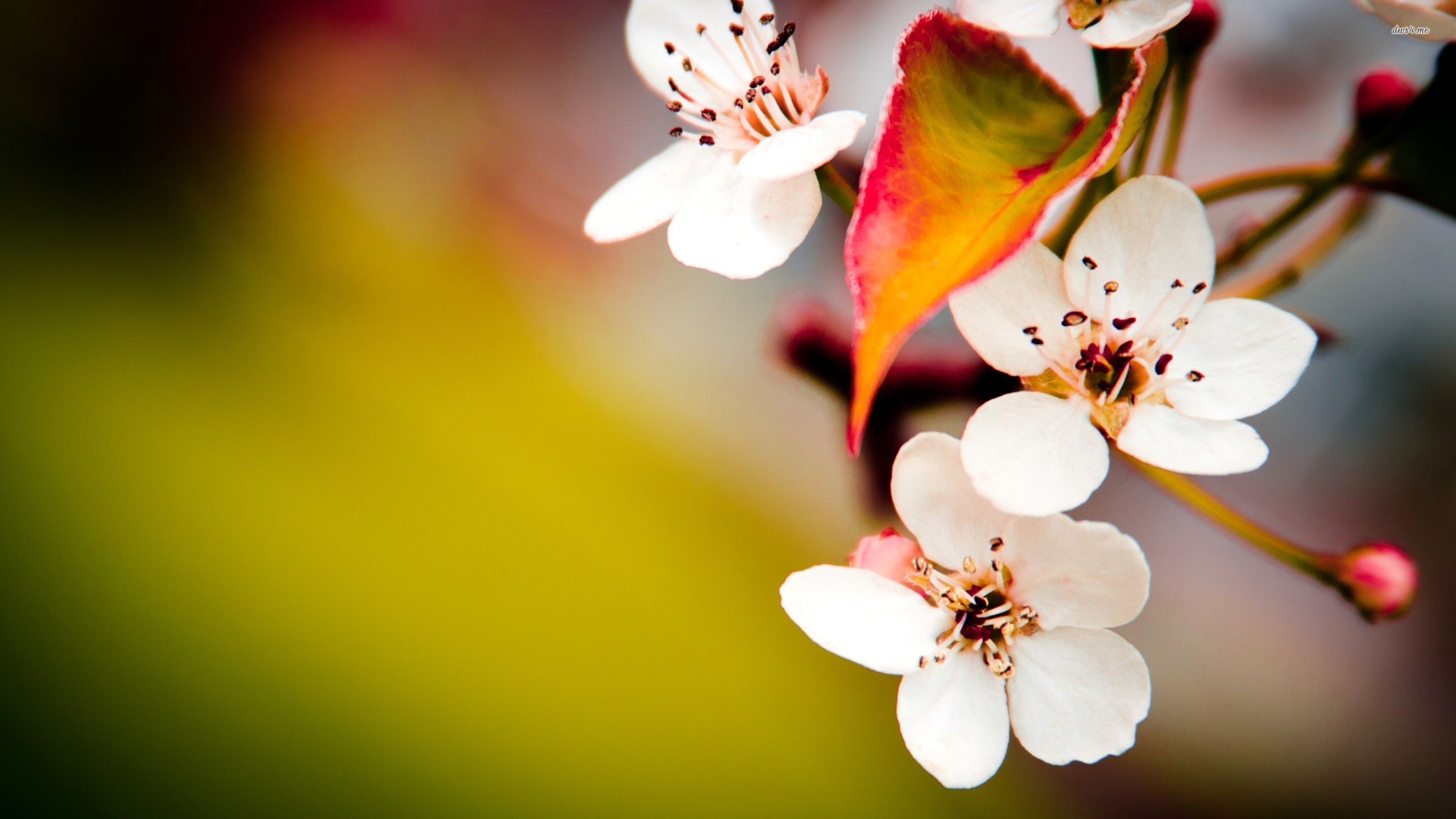 Cherry Blossom Desktop Wallpaper 3d - HD Wallpaper 
