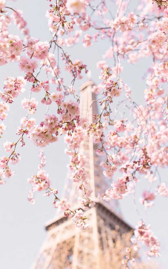 42 Pretty Blossom Iphone Wallpapers 37, Iphone Wallpapers, - Eiffel Tower - HD Wallpaper 