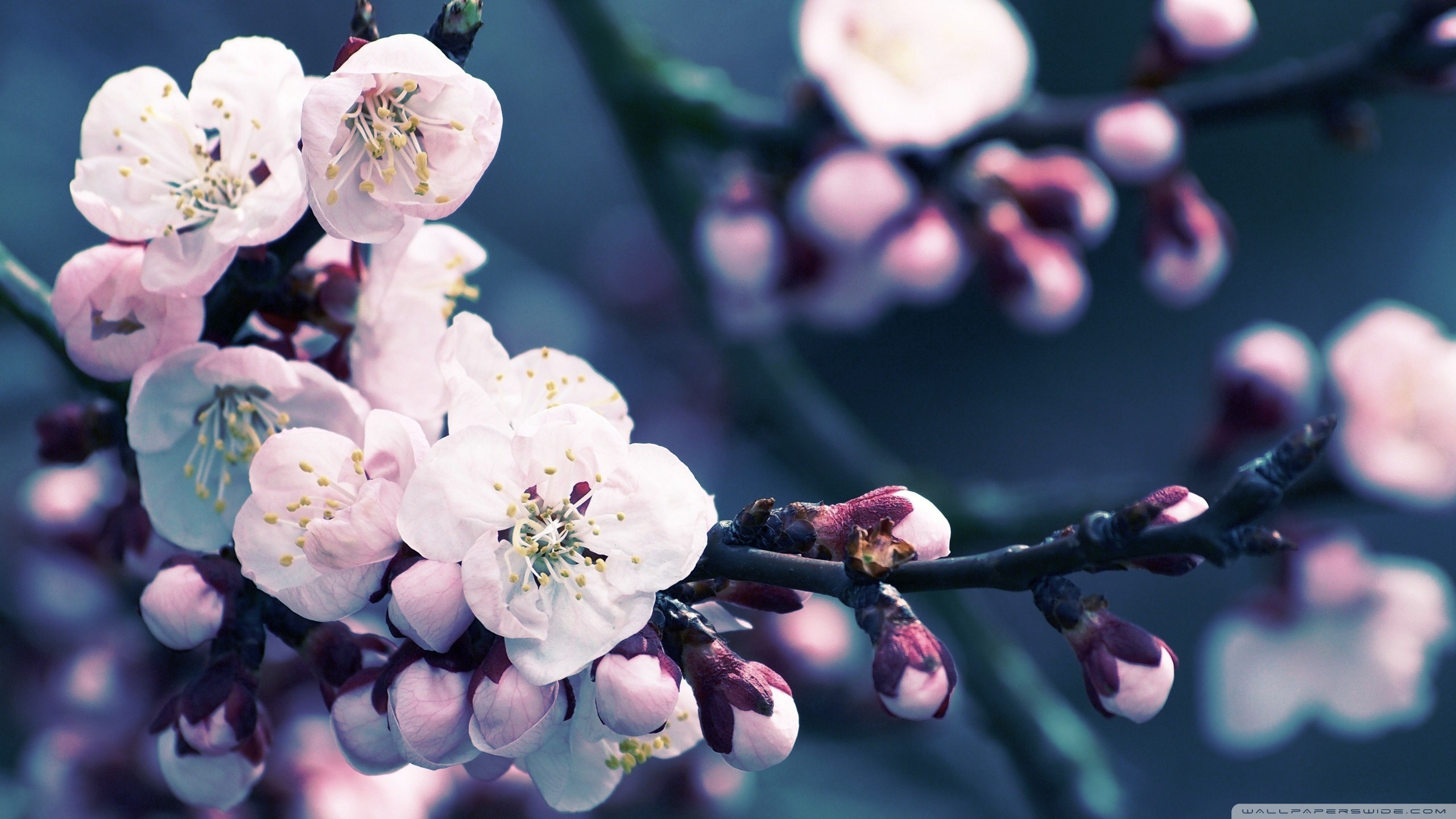 Cherry Blossom Hd Wallpaper - Desktop Background Cherry Blossom Flower -  2560x1440 Wallpaper 