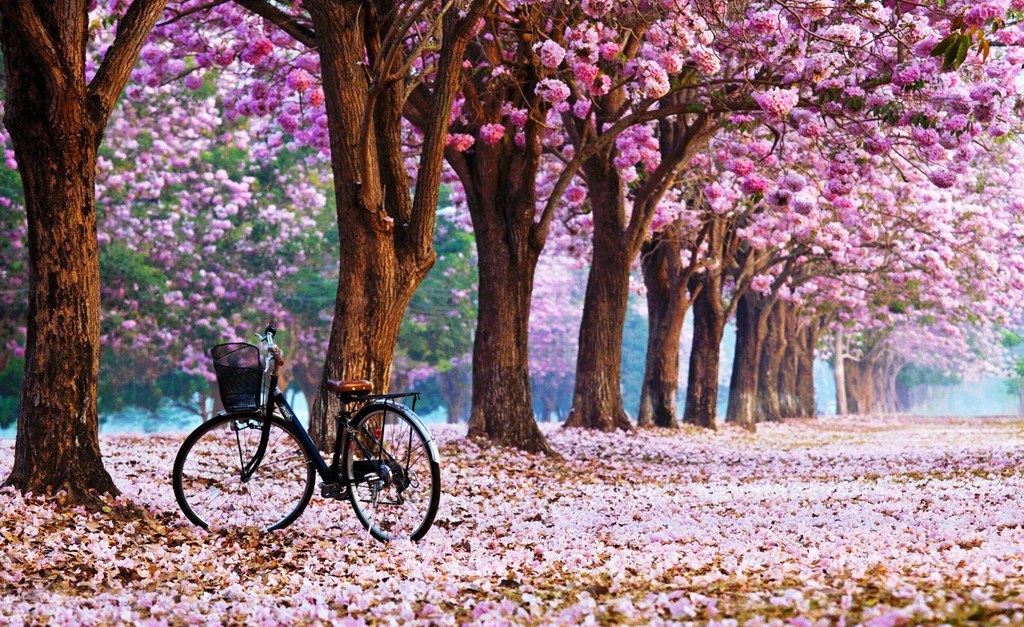 Cherry Blossom Wallpaper For Desktop - HD Wallpaper 