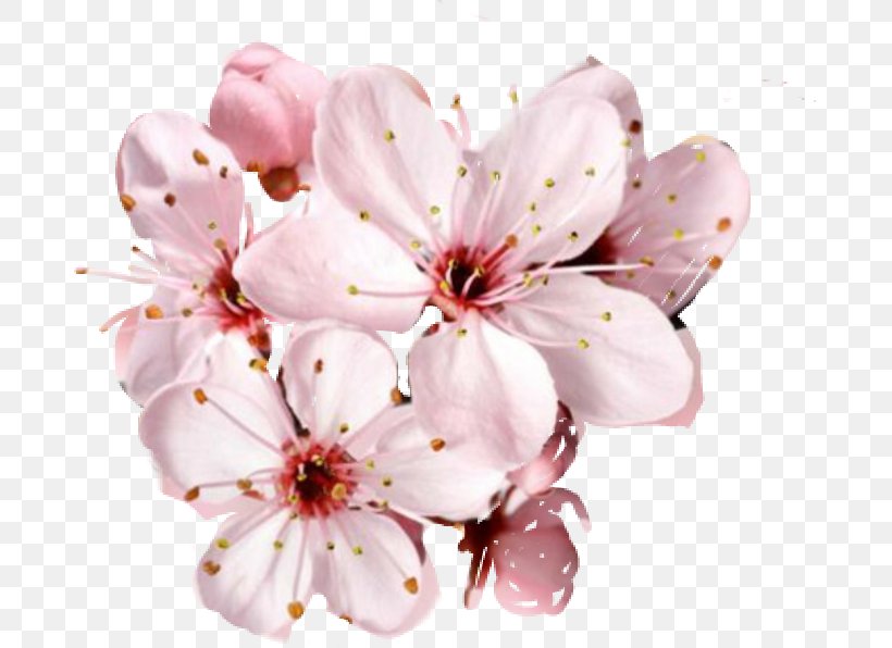 Cherry Blossom Flower Desktop Wallpaper, Png, 683x596px, - Cherry Blossom Flower Png - HD Wallpaper 