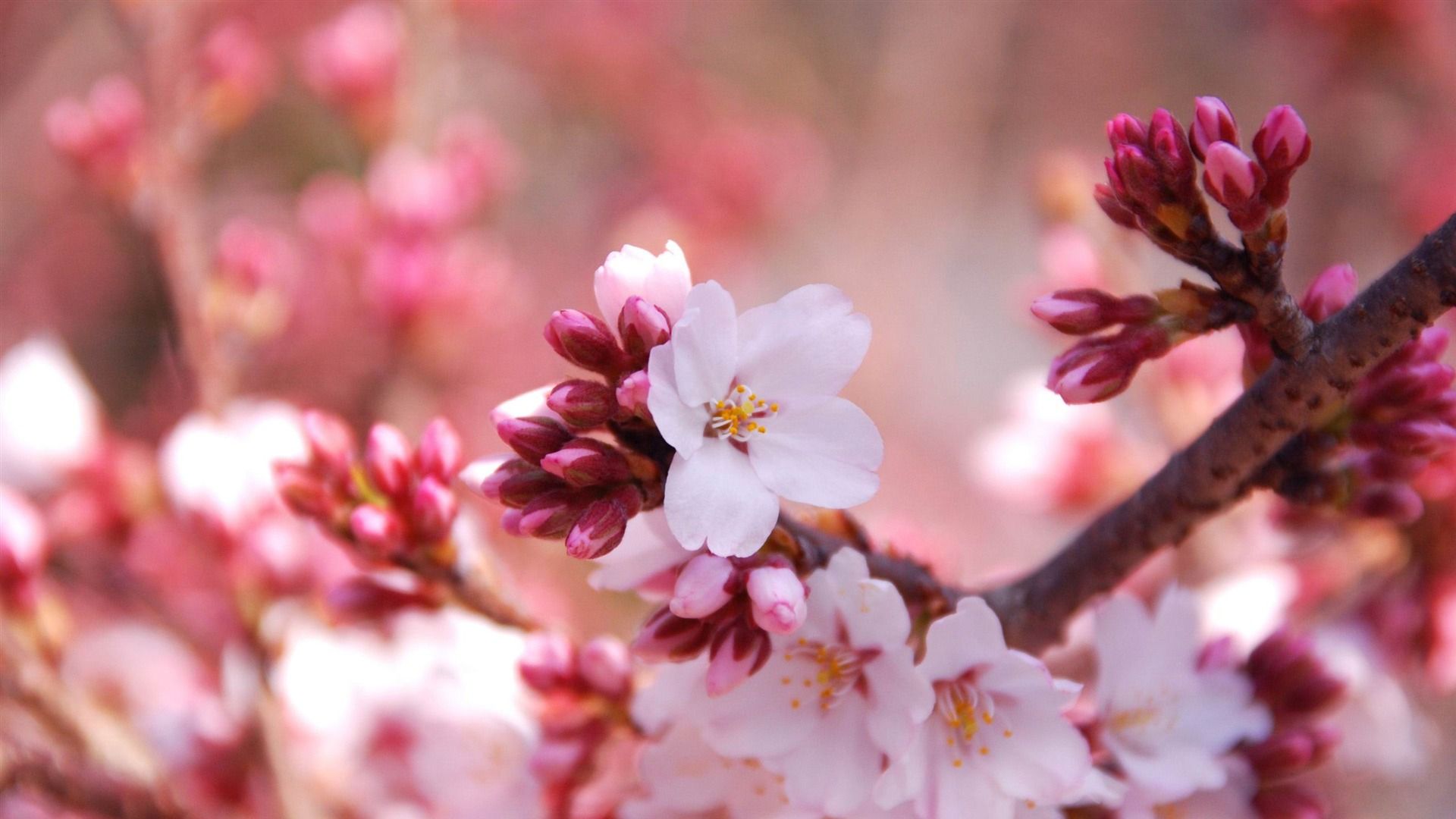 Cherry Blossom Hd Wallpapers, Desktop Pics - HD Wallpaper 