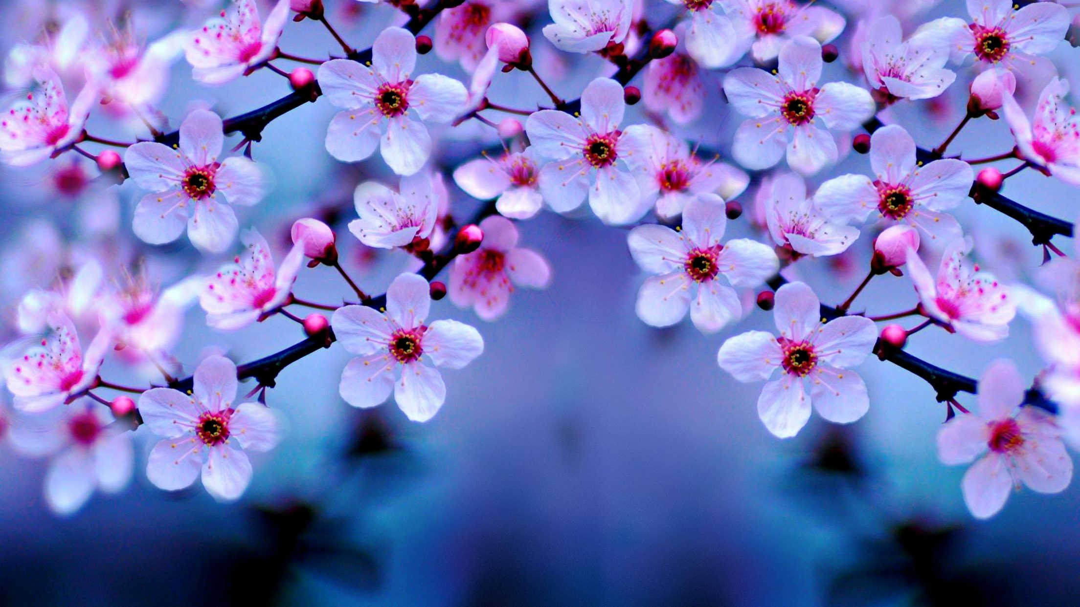 Cherry Blossom Wallpaper 4k - HD Wallpaper 
