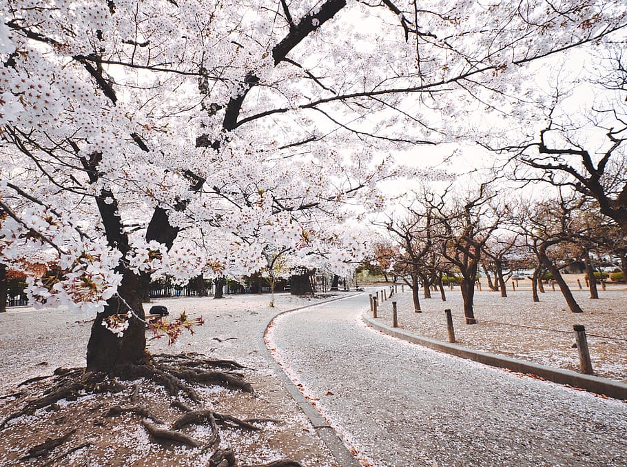 White Tree Beside Pathway, Bloom, Blossom, Branches, - Cherry Blossom Winter - HD Wallpaper 