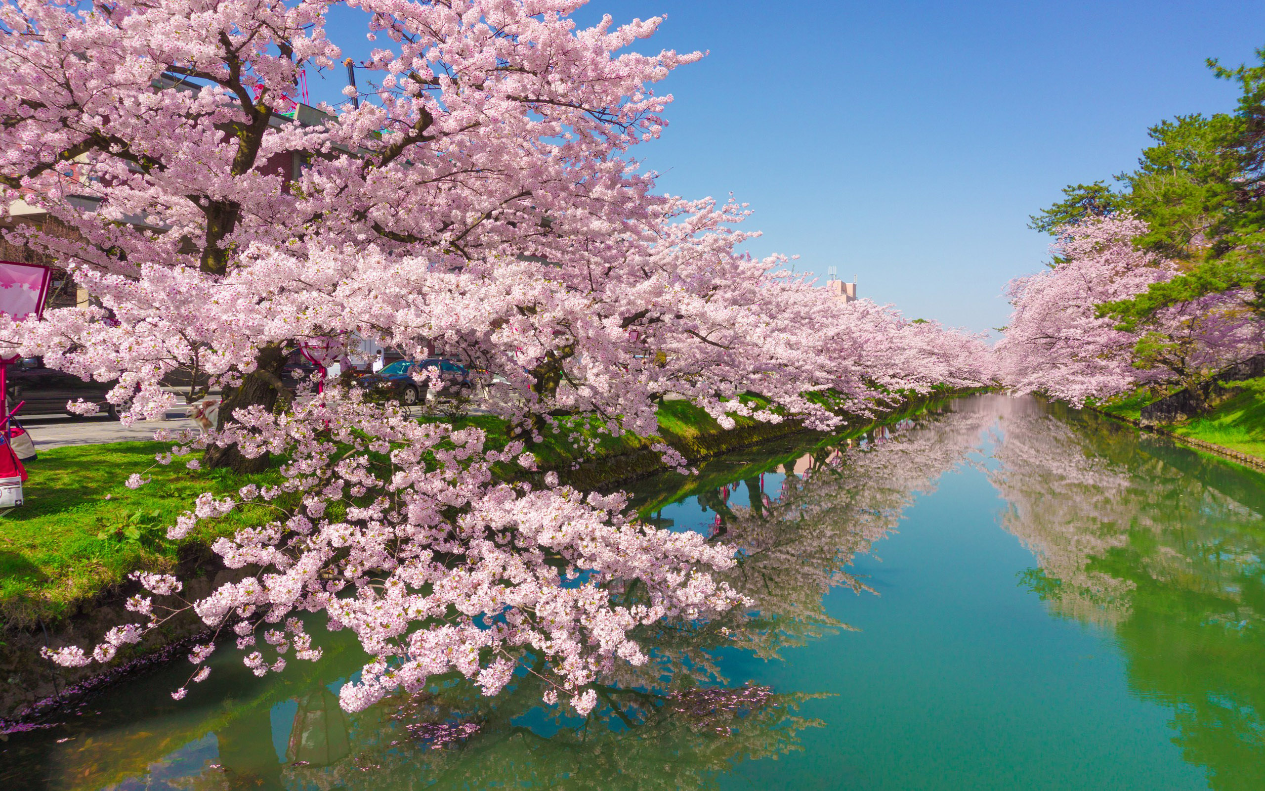 Cherry Flowers In Japan - HD Wallpaper 