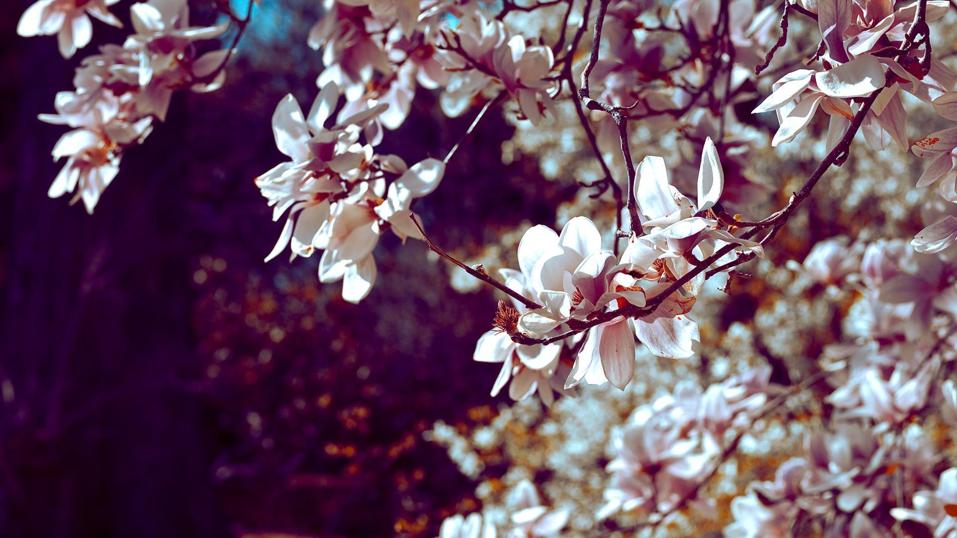 Cherry Blossom Backgrounds - Nature Cherry Blossom Desktop Background - HD Wallpaper 