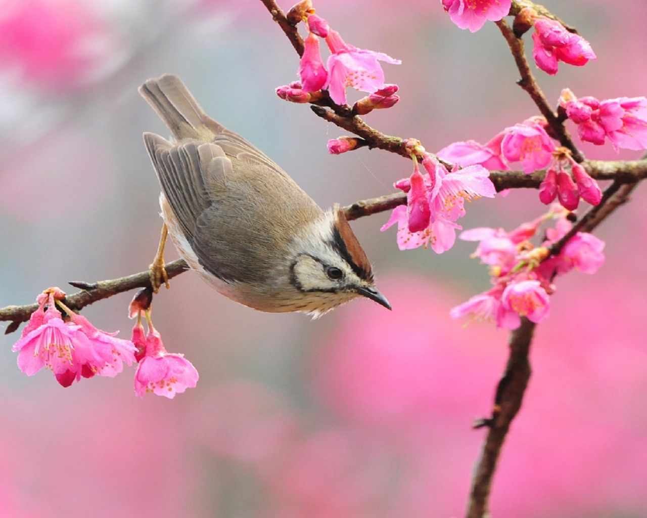 Spring Birds Chirping - HD Wallpaper 