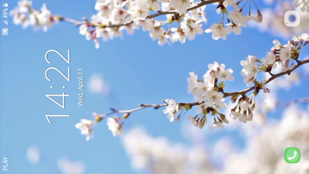 Live Wallpaper Cherry Blossoms Live - HD Wallpaper 