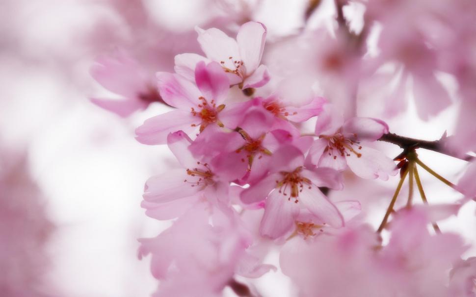 Pink Cherry Blossoms Pictures For Desktop Wallpaper,flowers - ライフ イズ ビューティフル ケツメイシ - HD Wallpaper 