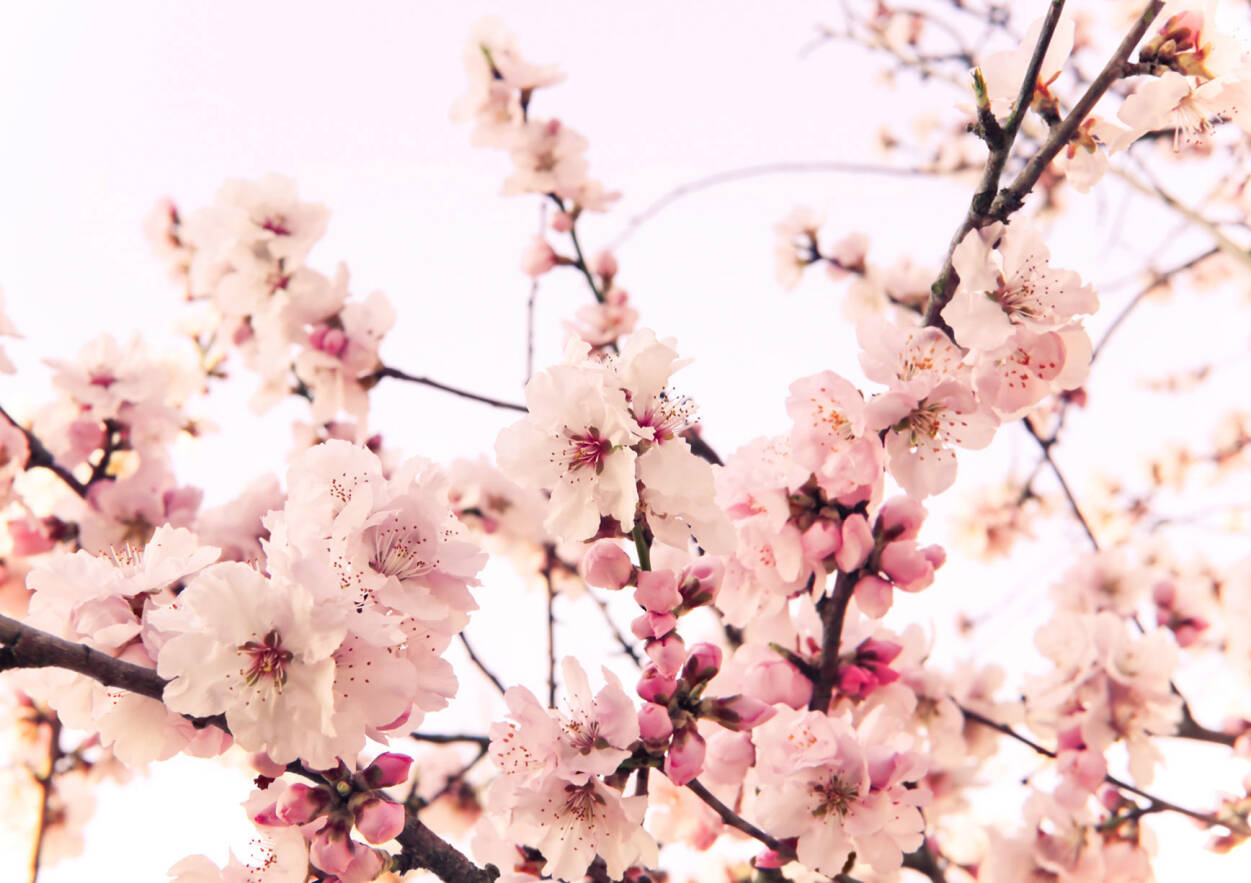 Livingwalls Photo Wallpaper Cherry Blossom - Wandtapete Kirschblüten - HD Wallpaper 