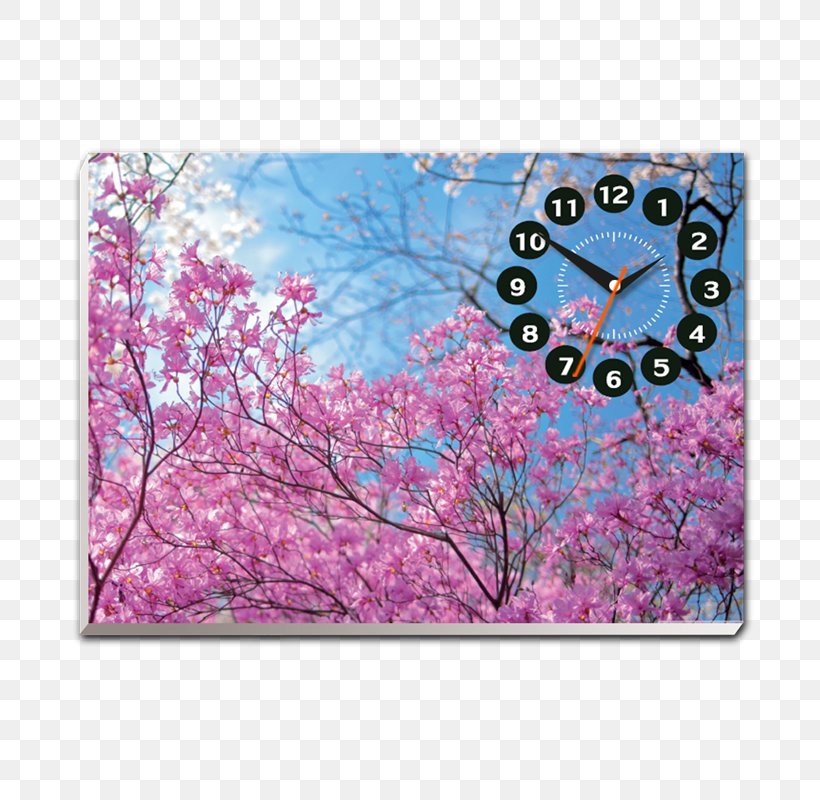 Cherry Blossom Desktop Wallpaper High-definition Television, - Spring Wallpaper For Ipad - HD Wallpaper 