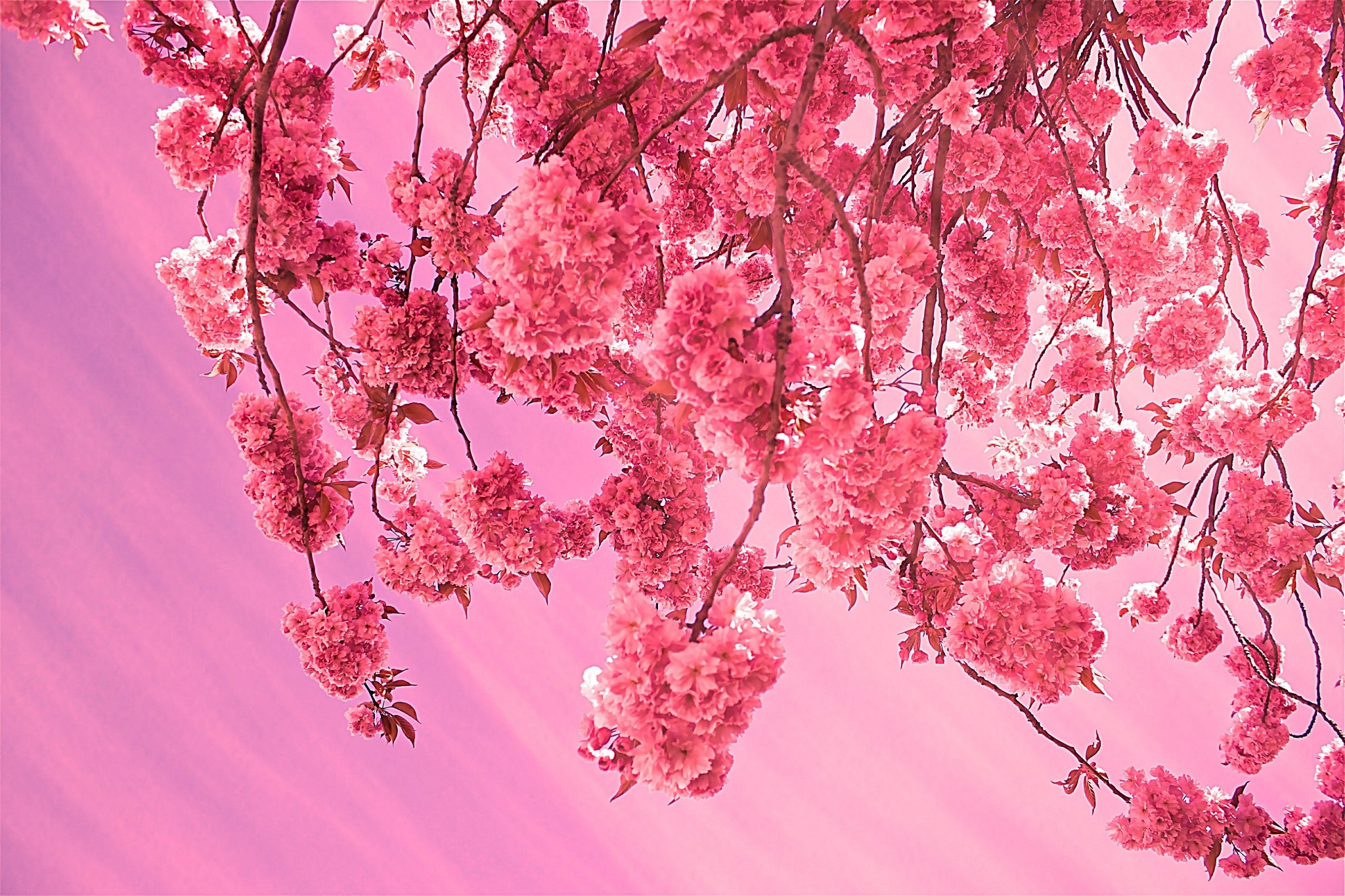 Cherry Blossom Wallpaper Free Android Apps On Google - Aesthetic Cherry Blossom Desktop - HD Wallpaper 