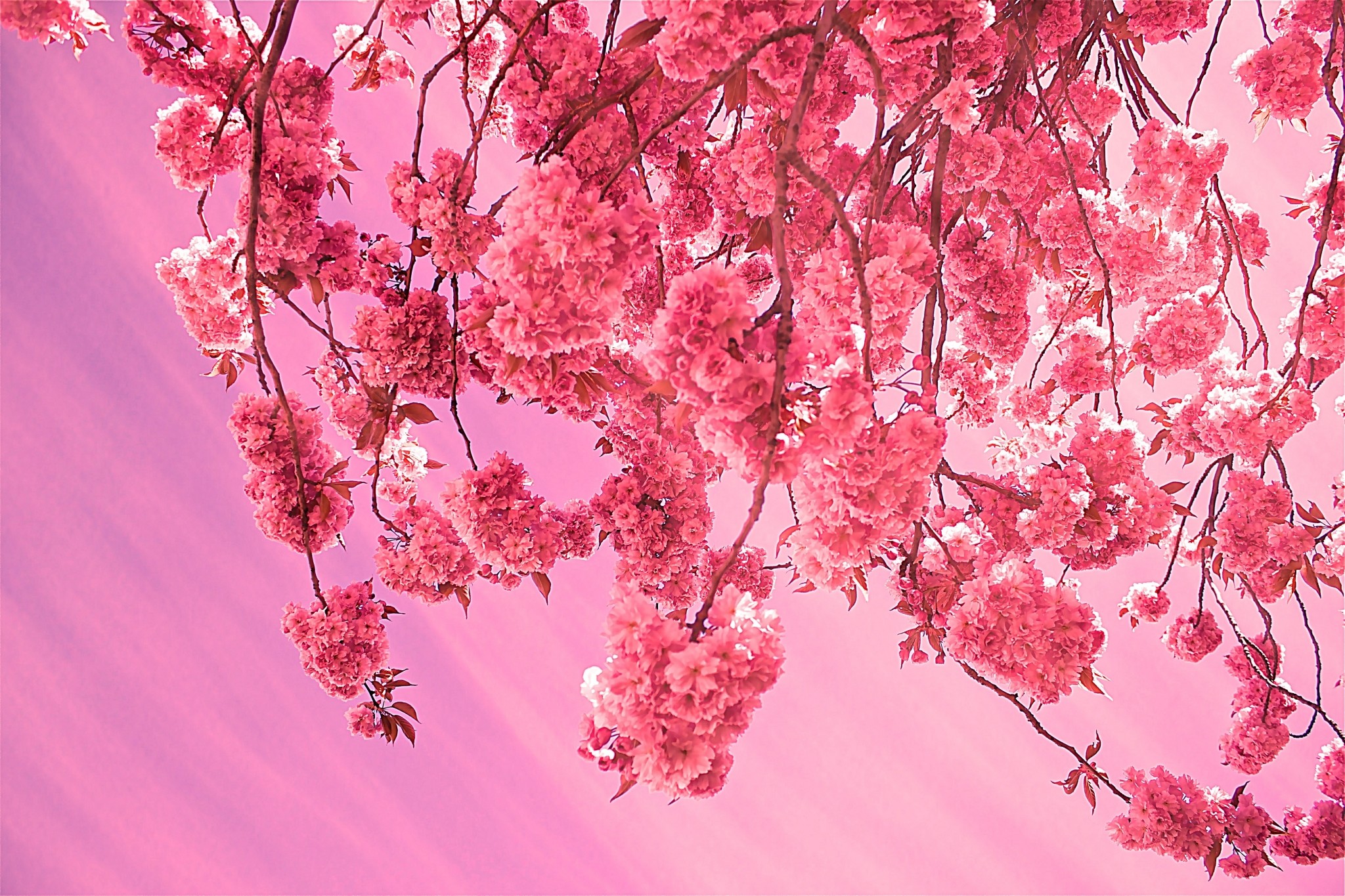 Cherry Blossom Wallpaper Free Android Apps On Google - Aesthetic Cherry Blossom Desktop - 2048x1365 Wallpaper Cherry Blossom Wallpaper Free Android Apps On Google - Aesthetic Cherry Blossom Desktop - 2048x1365 Wallpaper