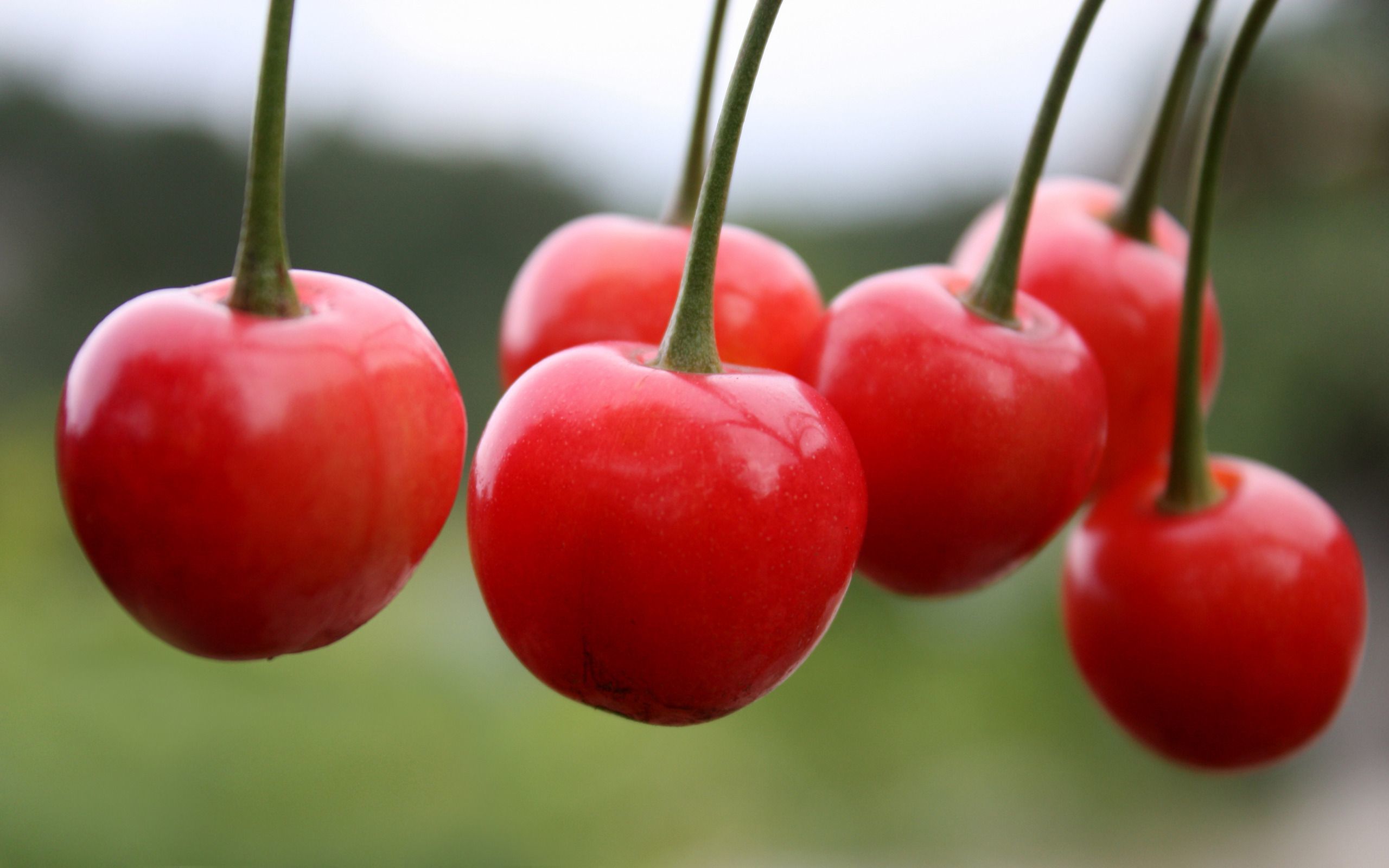 Обои На Рабочий Стол 1920х1080 Вишни - HD Wallpaper 