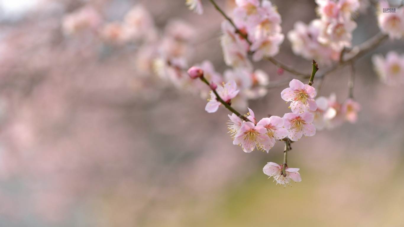 Cherry Blossom Desktop Wallpaper Hd - HD Wallpaper 
