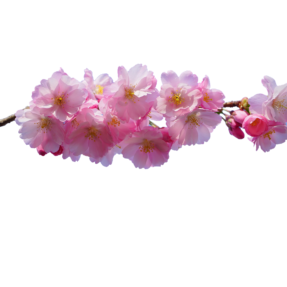 Pink Flowers Desktop Wallpaper - Cherry Blossoms Flower Png Transparent Background - HD Wallpaper 