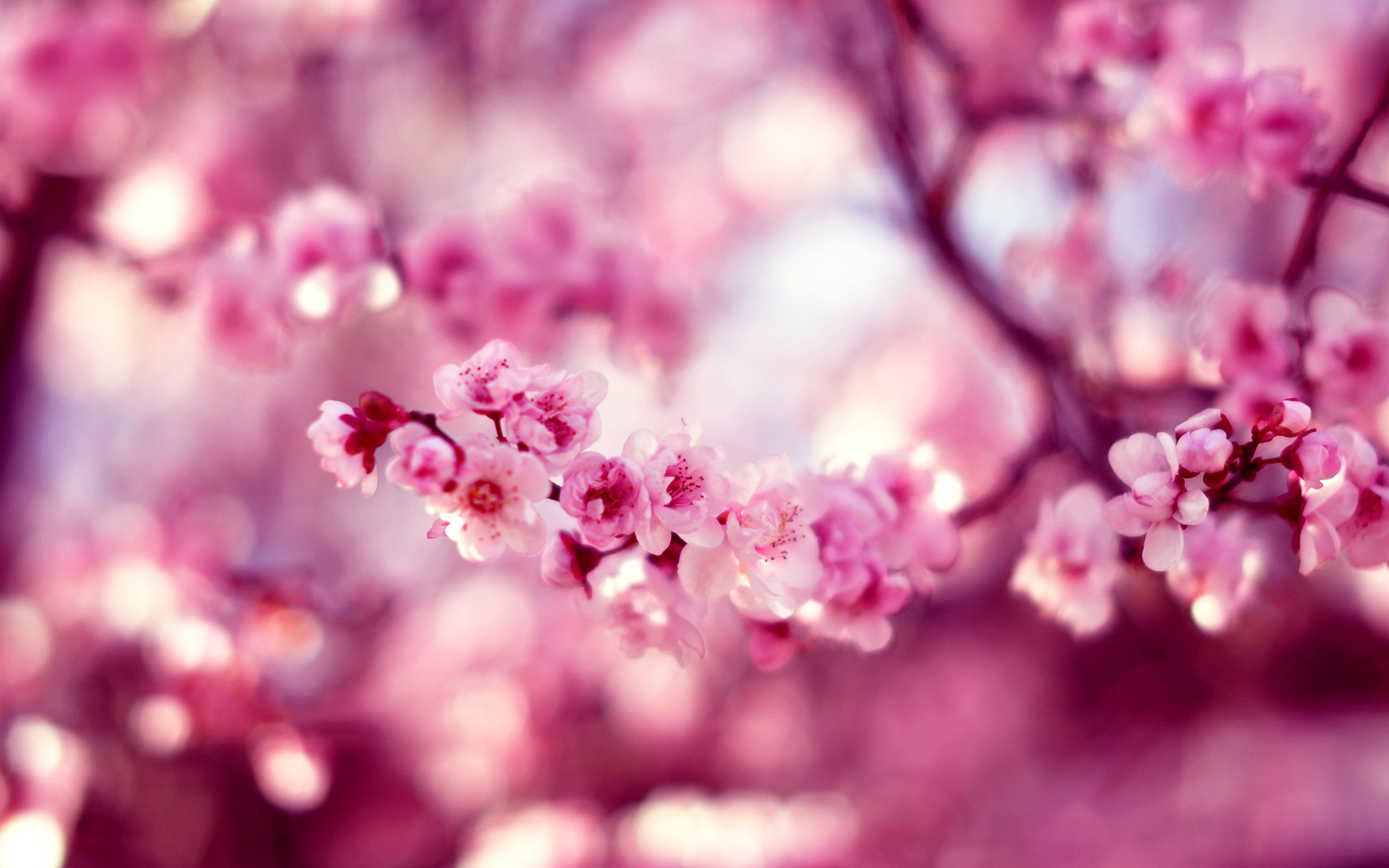 Pink Cherry Blossom Hd - 2560x1600 Wallpaper 