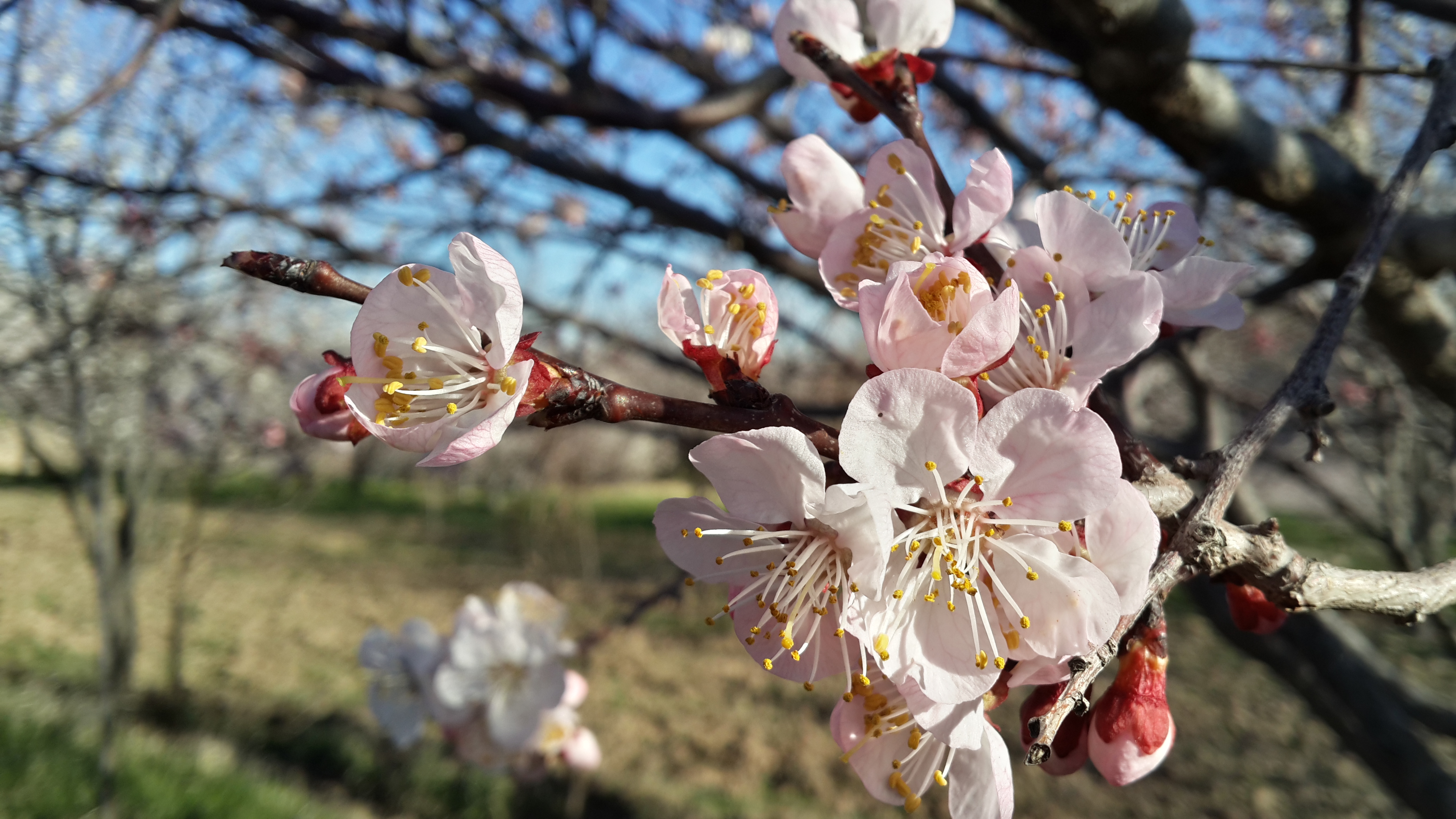 Blossom - Cherry Blossom - HD Wallpaper 