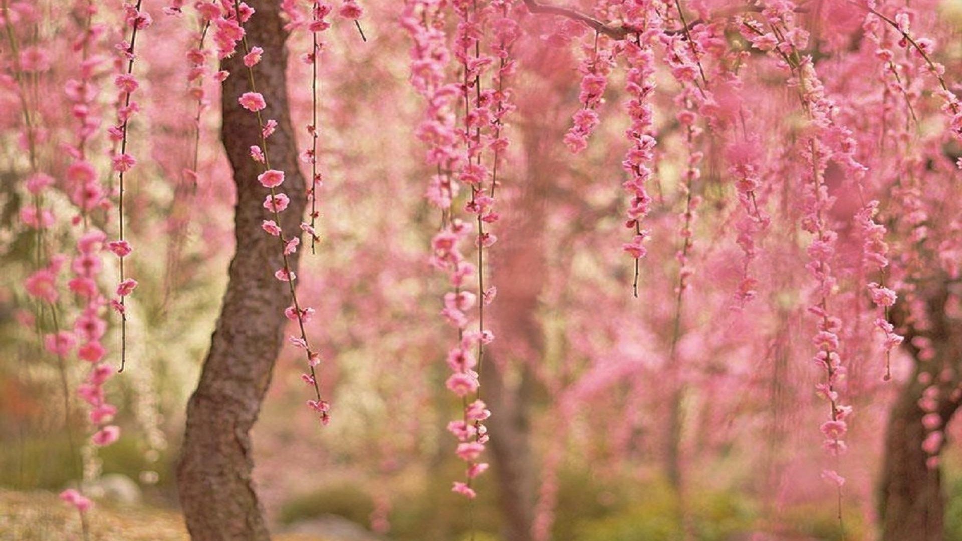 Spring Cherry Blossoms Wallpaper Hd - Computer Background Cherry Blossom - HD Wallpaper 