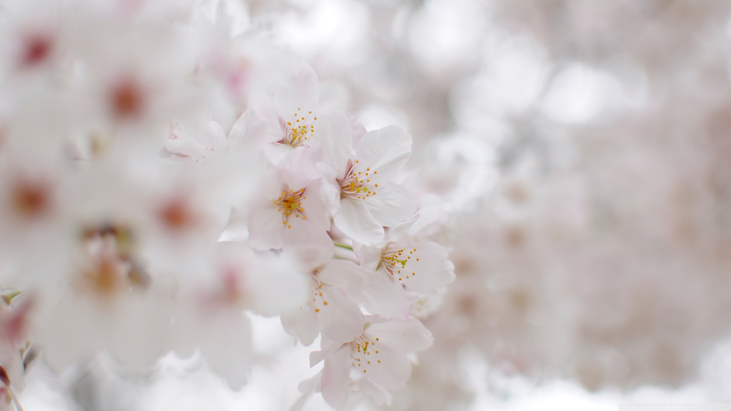 Cherry Blossom Wallpaper White - HD Wallpaper 