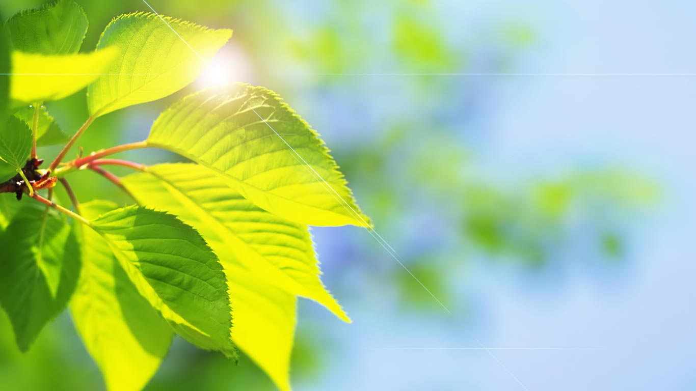 Desktop Cherry Hd Wallpaper Download - Nature Theme Background Hd - HD Wallpaper 