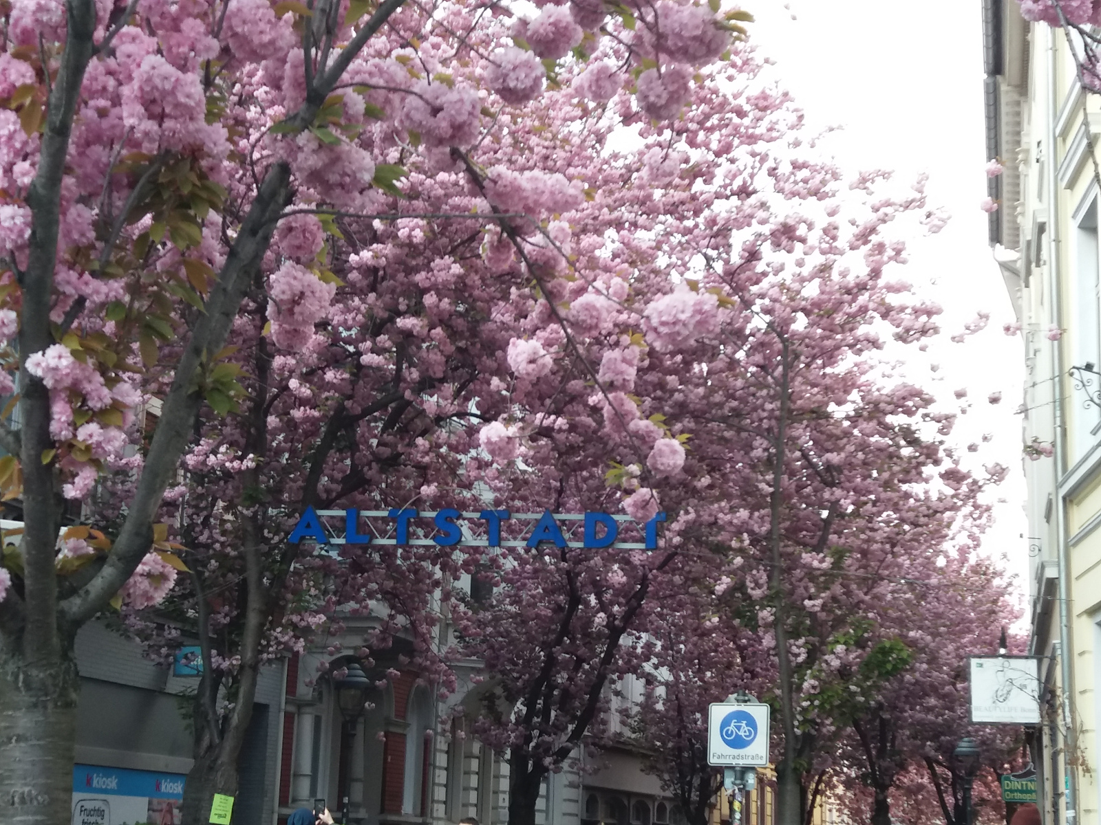 Cherry Blossom - HD Wallpaper 