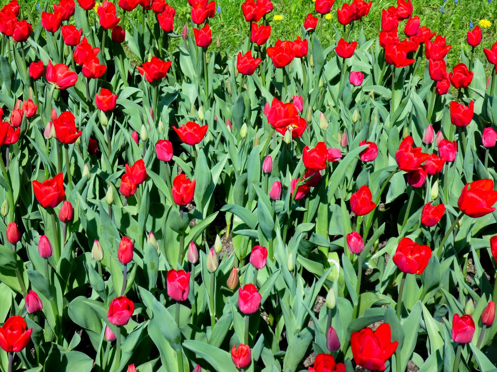 Lady Tulip - HD Wallpaper 