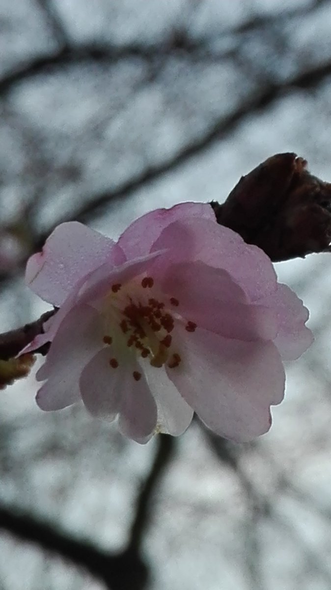 Camellia Sasanqua - HD Wallpaper 