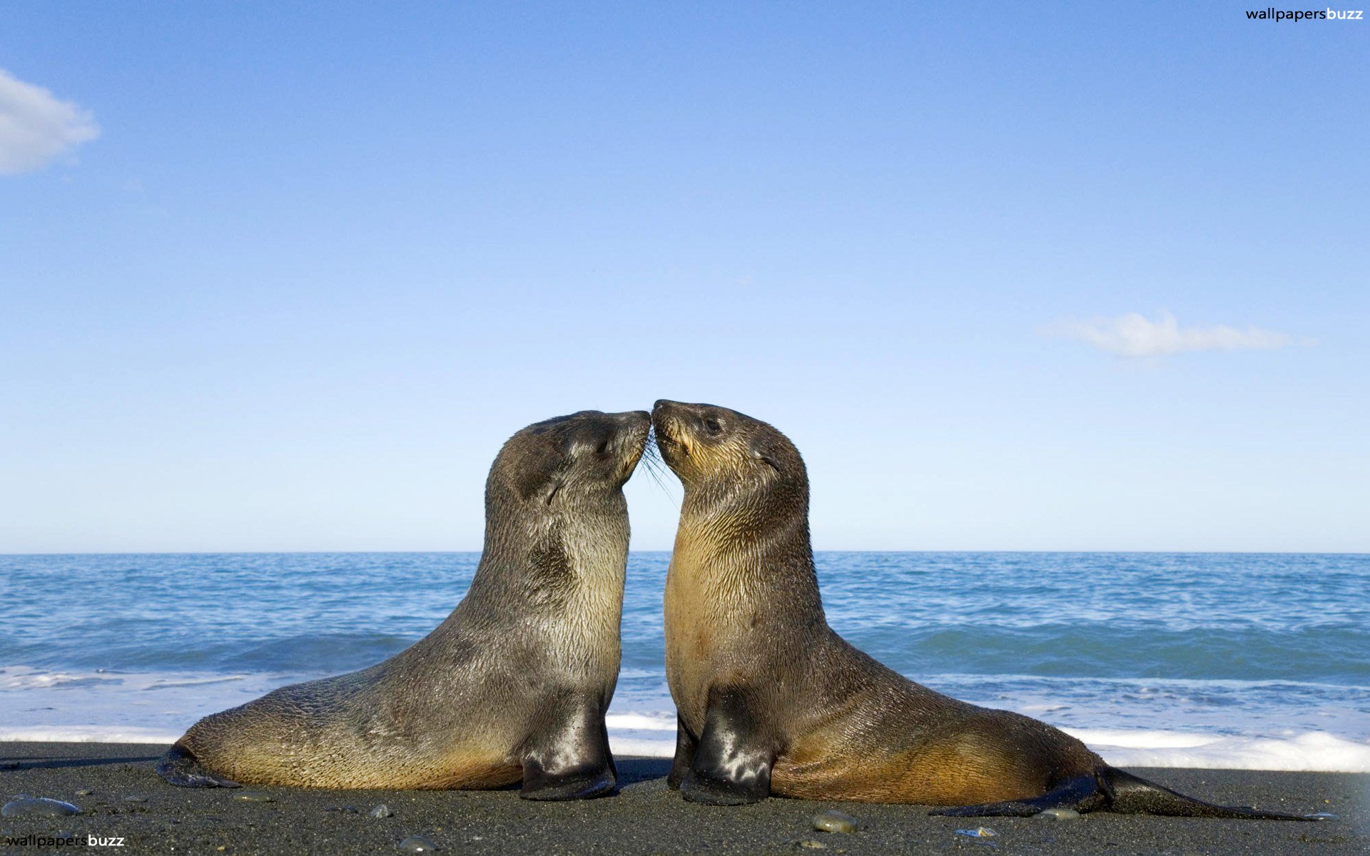 Seal Kissing - HD Wallpaper 