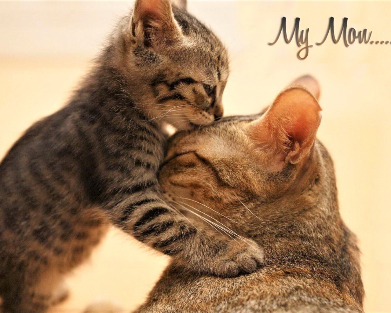 Kitten, Cute, Kiss, Cats - Cat Mom And Baby - HD Wallpaper 