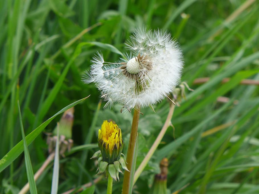 Dandelion Clock, Spring, Plant, Flower, Seed, Weed, - Dandelion - HD Wallpaper 