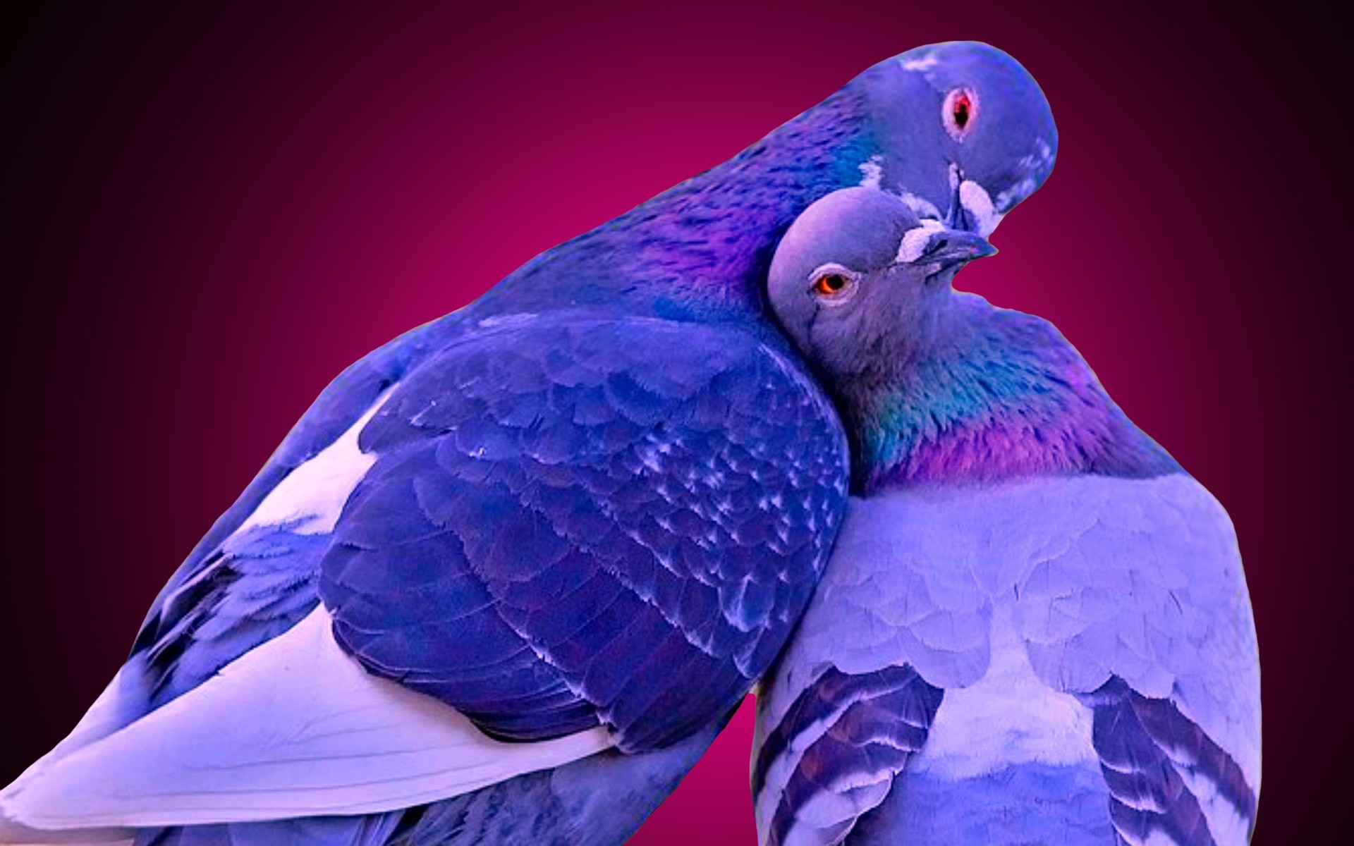 1920x1200, Love Birds Kissing Wallpaper 
 Data Id 268325 - Love Birds Kissing Images Free Download - HD Wallpaper 