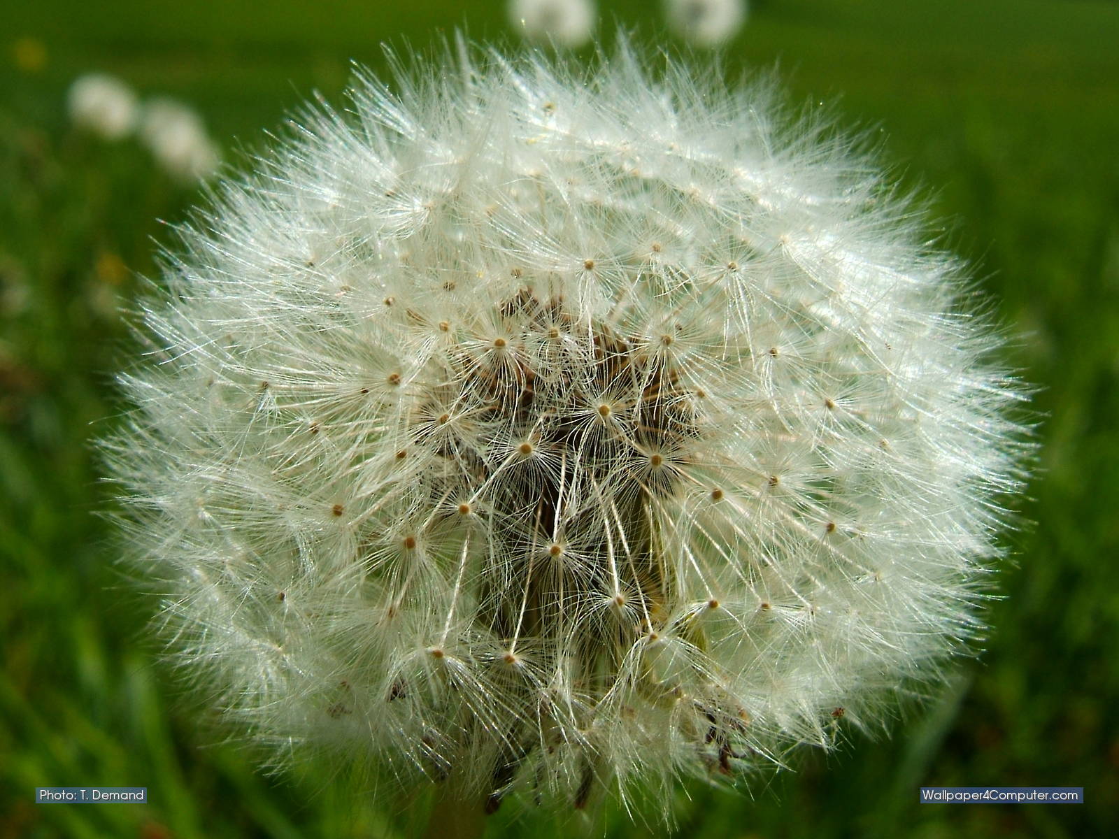 Dandelion - HD Wallpaper 