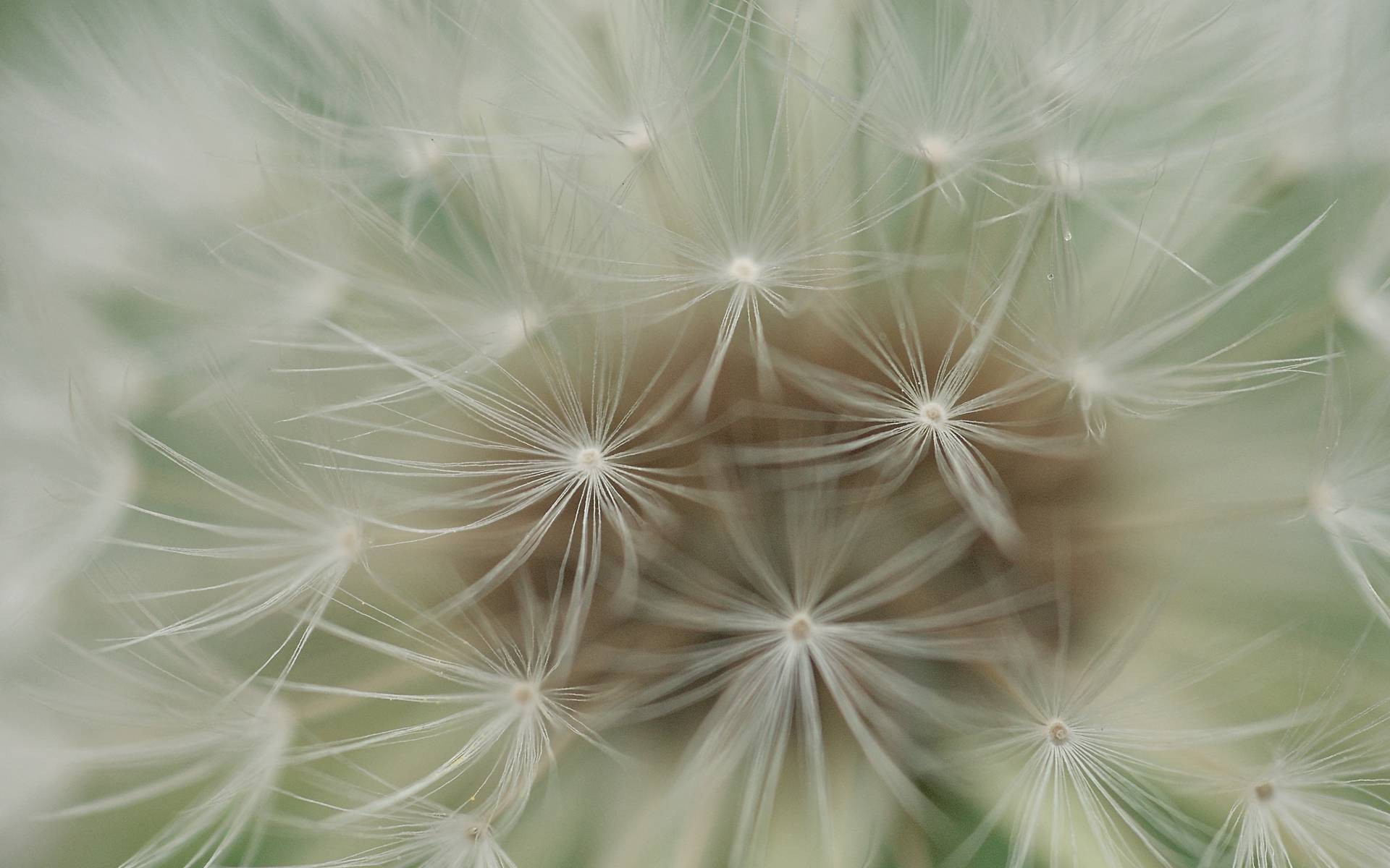 Dandelion Close Up - HD Wallpaper 