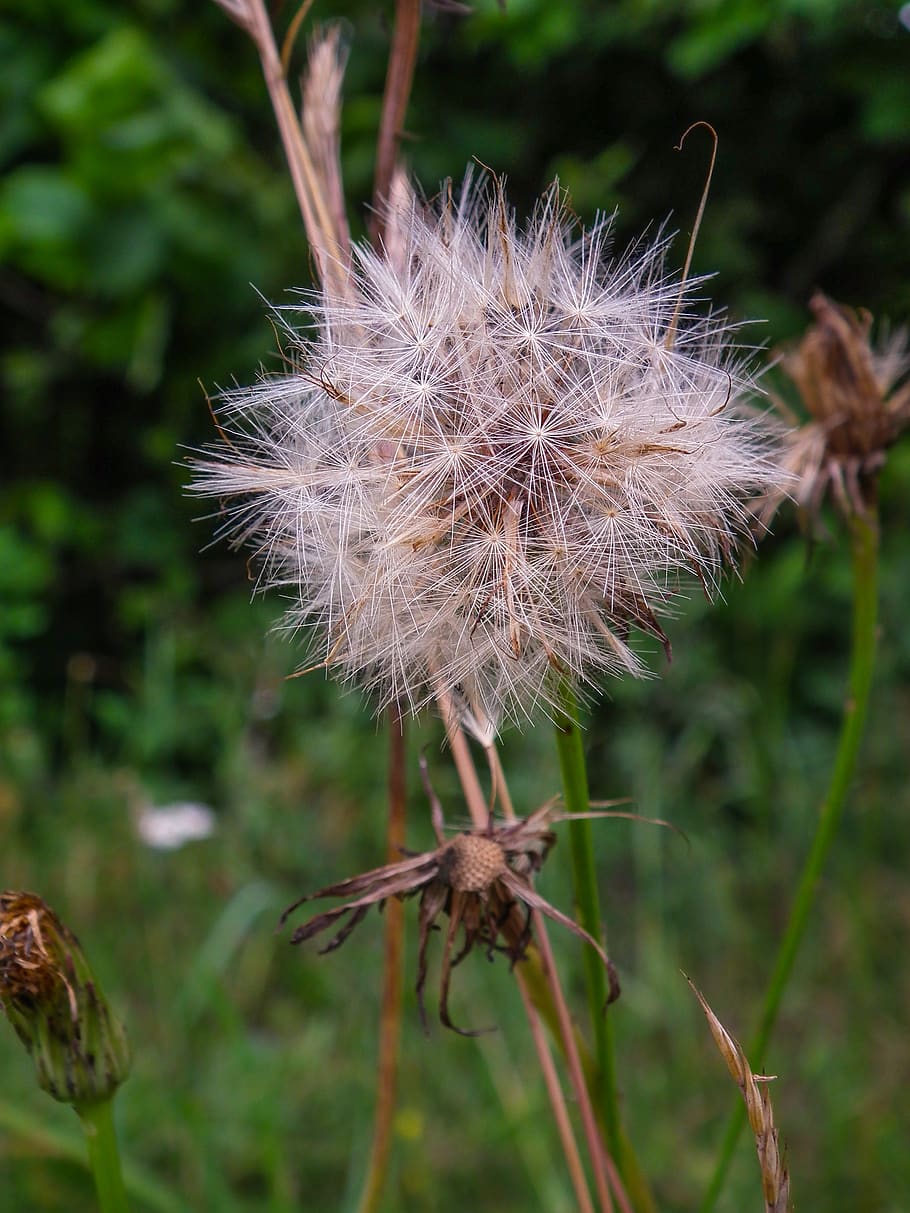 Dandelion - HD Wallpaper 