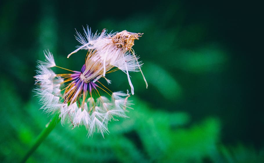 Dandelion, Flower, Clock, Nature, Plant, Summer, Seeds, - Dandelion - HD Wallpaper 