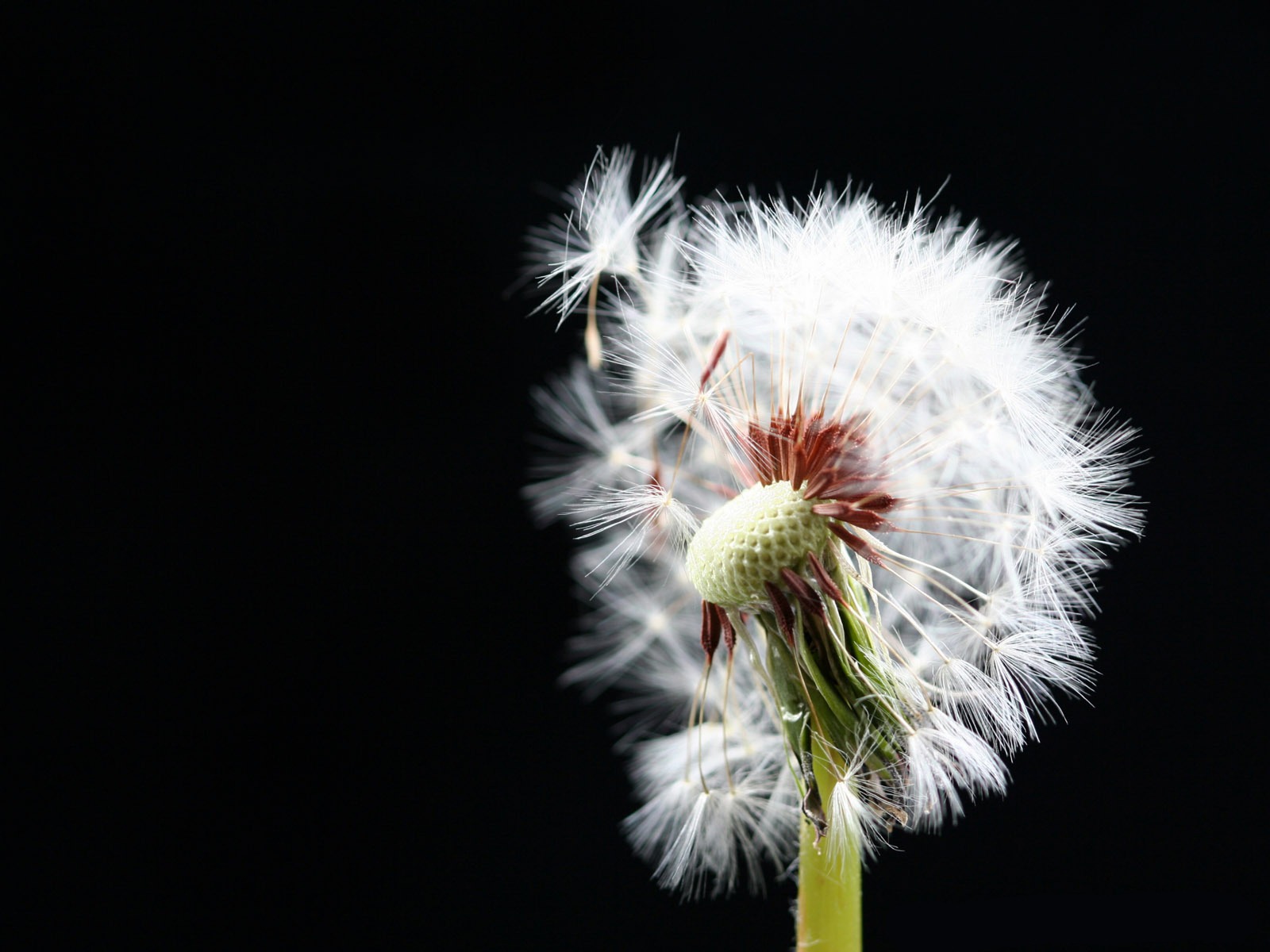 Close Up Of A Dandelions - HD Wallpaper 
