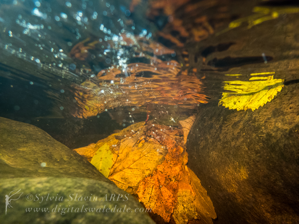 Underwater - HD Wallpaper 