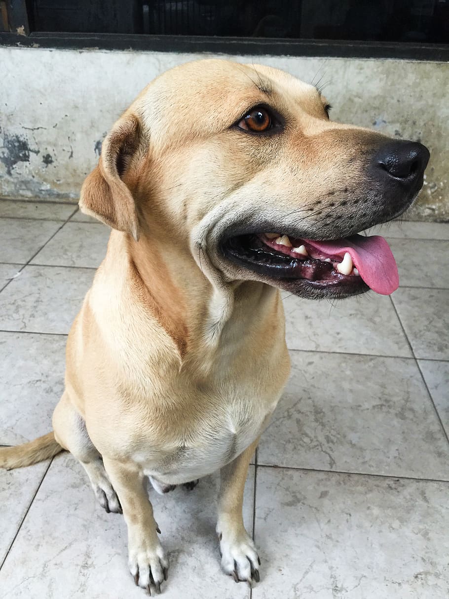 Indonesia, Special Capital Region Of Jakarta, Pariah - Mezcla De Labrador Y Callejero - HD Wallpaper 