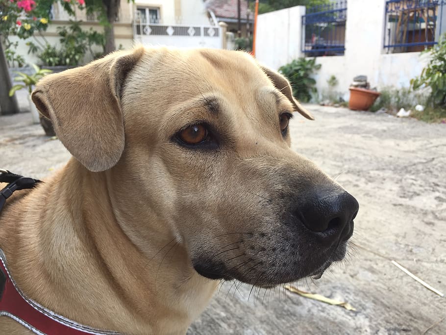 Indonesia, North Jakarta, Pet, Bucky, Pariah Dog, One - Companion Dog - HD Wallpaper 