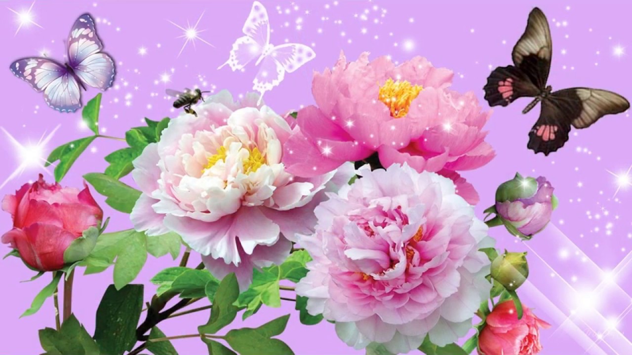 Beautiful Flowers And Butterflies - HD Wallpaper 