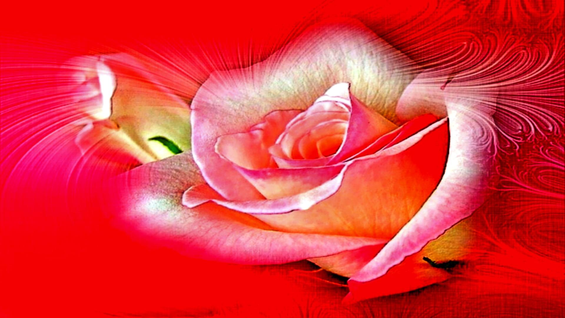 Heart Rose Full Hd - HD Wallpaper 