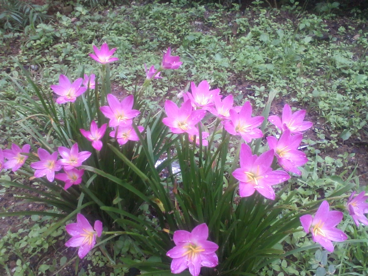Rain Lily - HD Wallpaper 