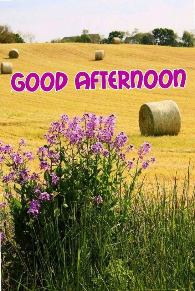 New Good Afternoon Images - Good Afternoon Wishes - HD Wallpaper 