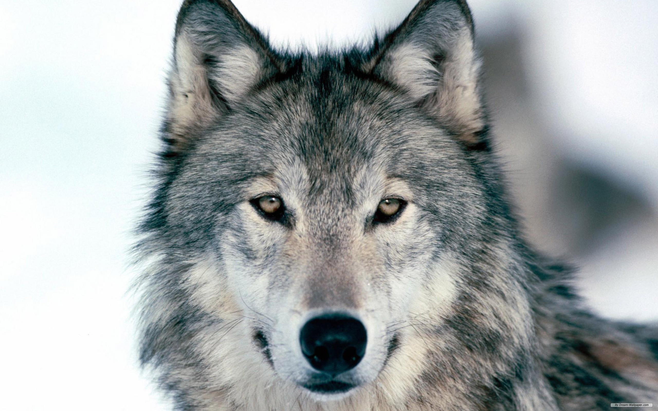 Animal Free Wolf Index 643987 Wallpaper Wallpaper Download - Grey Wolf Close Up - HD Wallpaper 