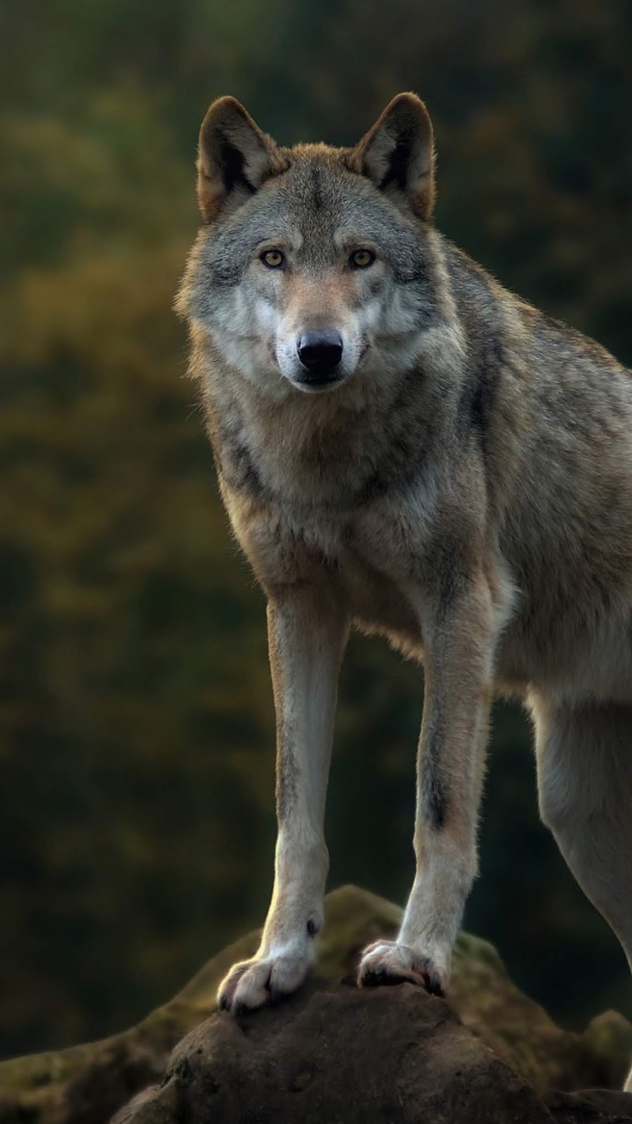 Hd Kurt Telefon Duvar Kağıtları, Bozkurt Arkaplanı, - Lone Wolf Wallpaper 4k - HD Wallpaper 