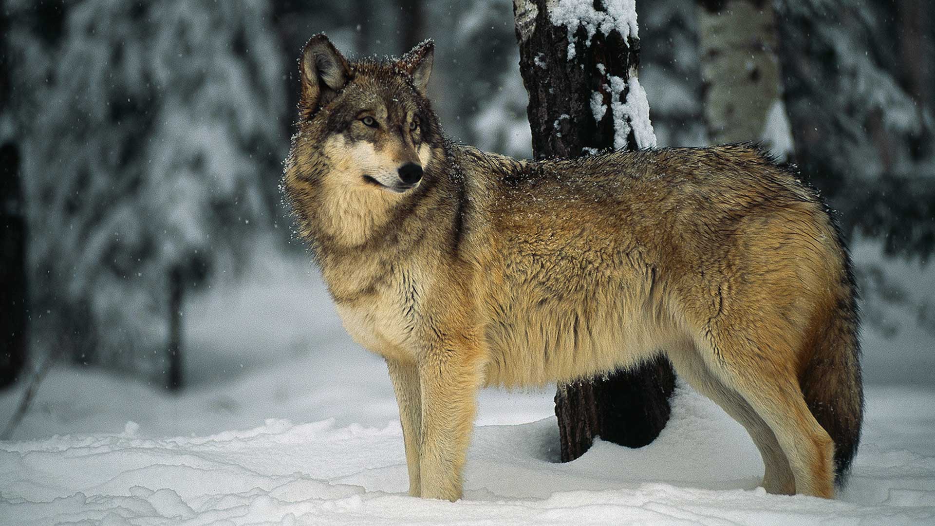 Italy's National Animal - HD Wallpaper 